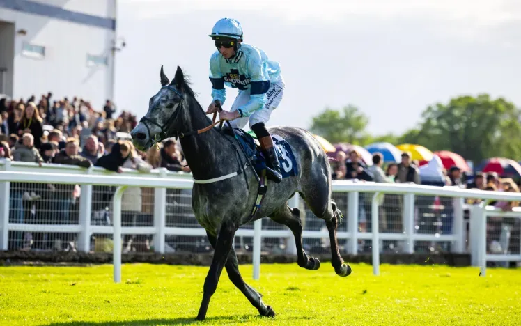 Horse and jockey racing along the final track at Windsor Races
