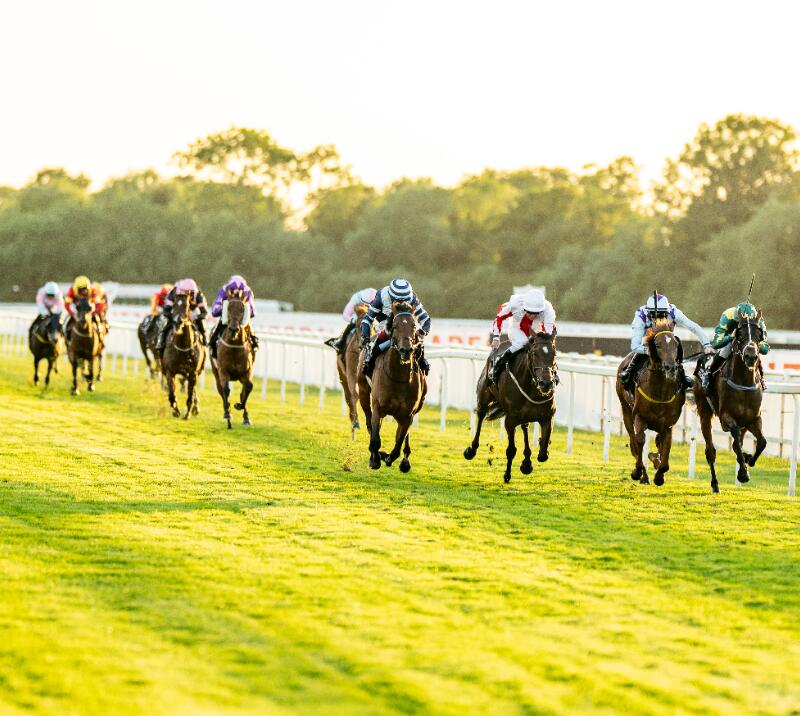 horses novices races