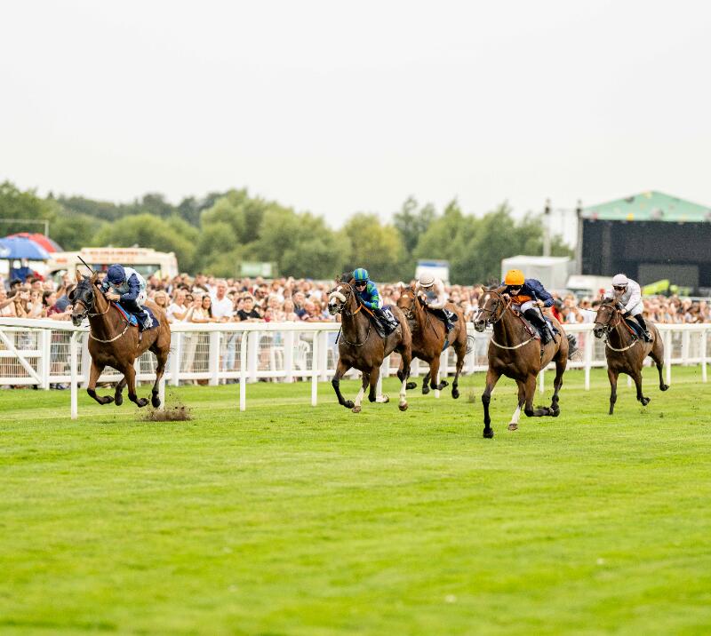 A full track of horses race down the track at Windsor