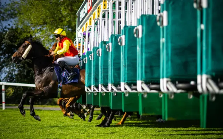 Horses coming out the starting stalls at Windsor Races