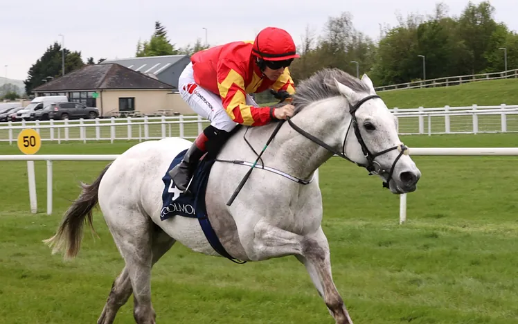 White Birch racehorse running 